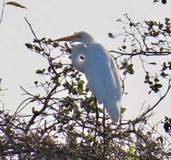 Ardea alba