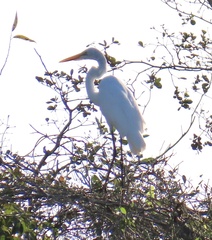 Ardea alba