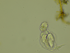 Proalinopsis caudatus