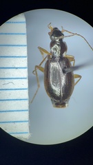 Agonum