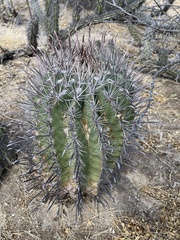 Ferocactus peninsulae