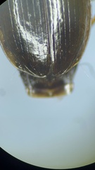 Agonum