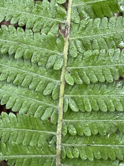 Christella parasitica