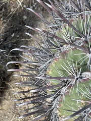 Ferocactus peninsulae