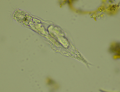 Proalinopsis caudatus