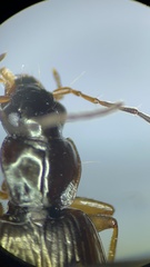 Agonum