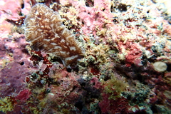 Pericelis