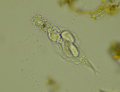 Proalinopsis caudatus