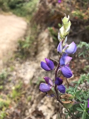 Lupinus sparsiflorus