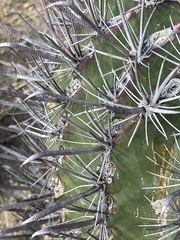 Ferocactus peninsulae
