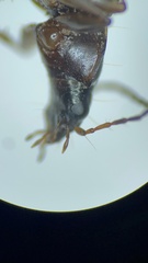 Agonum