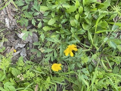 Ranunculus macranthus