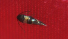 Nepticuloidea
