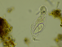 Proalinopsis caudatus