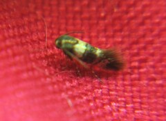 Nepticuloidea