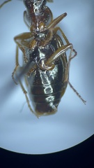 Agonum