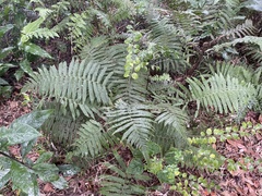 Christella parasitica