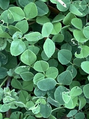 Medicago lupulina