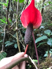 Anthurium andraeanum