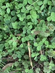 Medicago lupulina