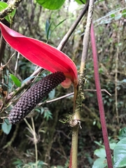 Anthurium andraeanum