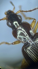 Agonum