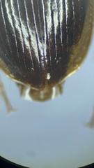 Agonum
