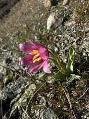 Fritillaria pluriflora