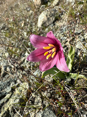 Fritillaria pluriflora