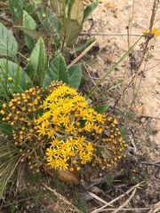 Dendrophorbium