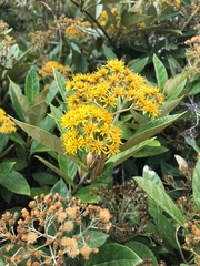 Dendrophorbium