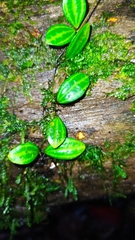 Peperomia quadrangularis