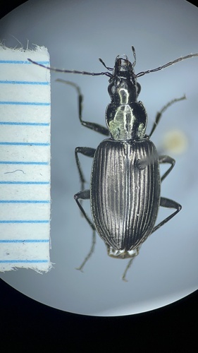 Alberta Harp Ground Beetle