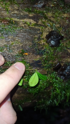 Image of Peperomia quadrangularis by (c) Guillaume Delaitre, some rights reserved (CC BY)