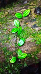 Peperomia quadrangularis