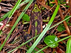 Physalaemus carrizorum