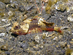 Richardsonichthys leucogaster