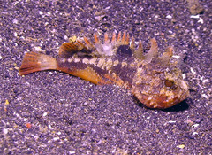 Richardsonichthys leucogaster