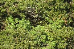 Euphorbia stygiana
