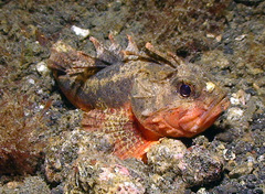 Richardsonichthys leucogaster