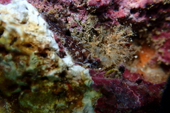 Pericelis