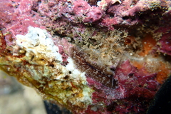 Pericelis