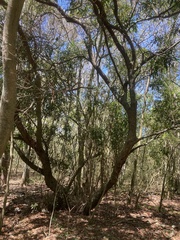 Pouteria salicifolia