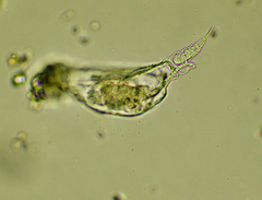 Proalinopsis caudatus