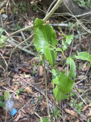 Bignonia callistegioides