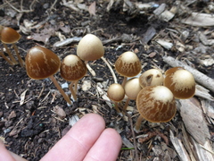 Psathyrella atrospora