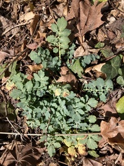 Stylophorum diphyllum