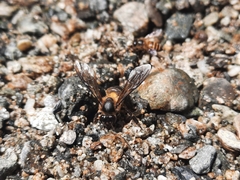 Apis dorsata binghami