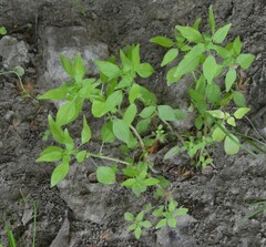 Parietaria pensylvanica