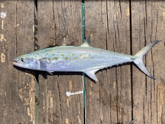 Scomberomorus maculatus